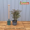 2024 PRUNUS KOJO NO MAI C15-min