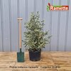 2024 PRUNUS VARIEGATA C25-min