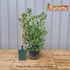 2024 PRUNUS NOVITA C15-min