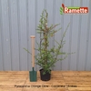2024 PYRACANTHA ORANGE GLOW C15-min