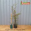 2024 PYRACANTHA SOLEIL D'OR C15-min
