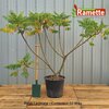 2024 RHUS LACINIATA C50-min