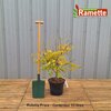2024 ROBINIA FRISIA C10-min