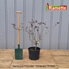 2024 SAMBUCUS PURPUREA C15-min