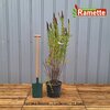 2024 SPIRAEA BILLARDII C15-min