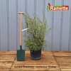 2024 SPIRAEA GREFSHEIM C15-min