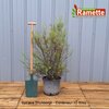 2024 SPIRAEA THUNBERGII C15-min