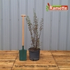 2024 SPIRAEA VANHOUTTEI C15-min
