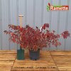 2024 VIBURNUM LANARTH C15-min