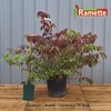 2024 VIBURNUM LANARTH C35-min