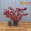 2024 VIBURNUM MARIESII C15-min
