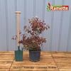 2024 VIBURNUM WATANABE C15-min