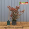 2024 VIBURNUM WINTON C25-min