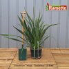 2024 PHORMIUM TENAX C15-min