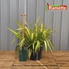 2024 PHORMIUM YELLOW WAVE C25-min