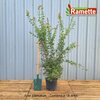 2024 ACER PALMATUM C15-min