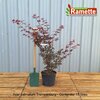 2024 ACER TROMPENBURG C15-min