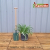 2024 AGAPANTHUS TWISTER C15-min