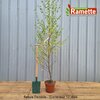 2024 BETULA PENDULA C10-min