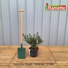 2024 CEANOTHUS SKYLARK C7.5-min