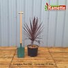 2024 CORDYLINE RED STAR C15-min