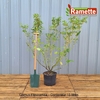 2024 CORNUS FLAVIRAMEA C15-min