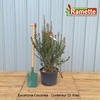 2024 ESCALLONIA COCCINEA C25-min