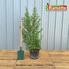 2024 ESCALLONIA IVEYI C15-min