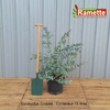 2024 EUCALYPTUS CINEREA C15-min
