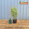 2024 GRISELINIA LITTORALIS C15-min