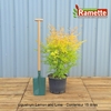 2024 LIGUSTRUM LEMON LIME C15-min