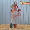 2024 LIQUIDAMBAR STYRACIFLUA C10-min
