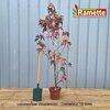 2024 LIQUIDAMBAR WORPLESDON C10-min