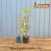 2024 MAGNOLIA SOULANGEANA C15-min