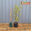 2024 MAGNOLIA LENNEI ALBA C15-min