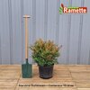 2024 NANDINA GULFSTREAM C15-min