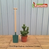 2024 PINUS MUGO MUGHUS C7.5-min