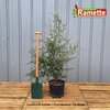 2024 QUERCUS SUBER C15 (Copier)-min