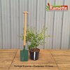 2024 SYRINGA MICROPHYLLA SUPERBA C10-min