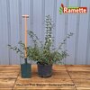 2024 VIBURNUM PLICATUM PINK BEAUTY C15-min