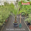 BUTIA CAPITATA C45-min
