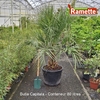 BUTIA CAPITATA C80-min