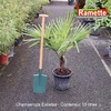 CHAMAEROPS EXCELSA C15-min