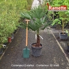 CHAMAEROPS EXCELSA C30-min