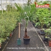 CHAMAEROPS EXCELSA C35-min