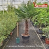 CHAMAEROPS EXCELSA C70-min