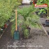 CHAMAEROPS HUMILIS C25-min