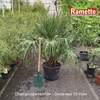 CHAMAEROPS HUMILIS C55-min