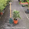 CHAMAEROPS VULCANO C10-min