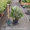 CHAMAEROPS VULCANO C25-min